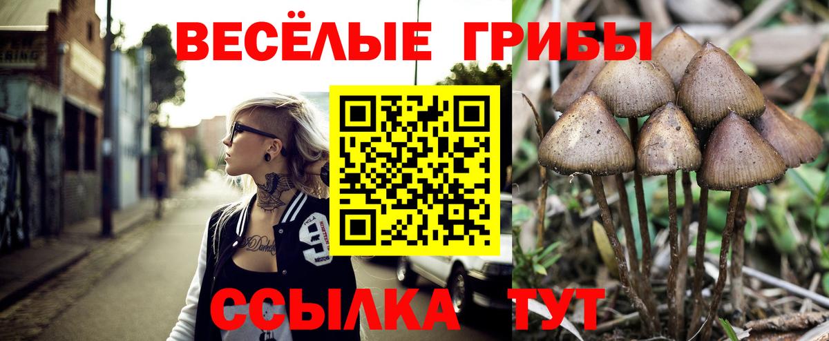 Псилоцибиновые грибы GOLDEN TEACHER Дмитров